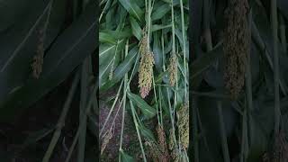 Making sorghum silage [upl. by Bartolome744]