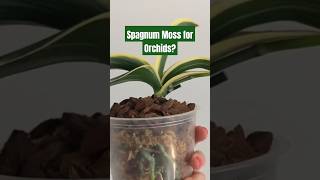 Mastering The Art Of Orchid Potting With Sphagnum Moss phalaenopsis [upl. by Dorn20]