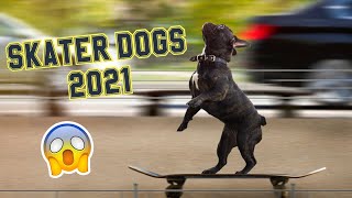 Dogs Skateboarding 🐶🛹 Awesome Dogs On Skateboards 2021 Must Watch So Funny [upl. by Bennink]