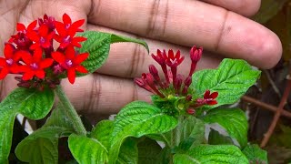 Ik or Flowering Plant a Gia  Pentas lanceolata  Pentas Flower  Permanent Plants for Pots [upl. by Sonya577]