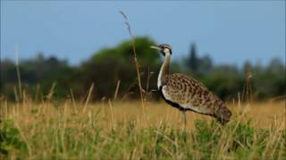 Blackbellied Bustard displaying [upl. by Charyl]