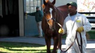 Curlin at Lanes End Farm open house 11810 [upl. by Silecara]