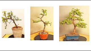 Making Jade Bonsai Step by Step [upl. by Amory]