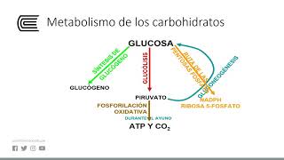 Metabolismo de los glúcidos [upl. by Reppart204]