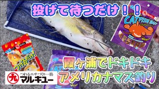 【親子でアメリカナマズ釣り】投げて待つだけ‼️霞ヶ浦でドキドキアメリカナマズ釣り マルキュー つけるだけキャットフィッシュ鱒レンジャー [upl. by Nosloc]