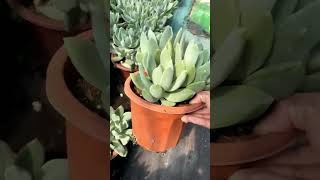 Pachyphytum Hookeri succulent plants garden [upl. by Ashling526]