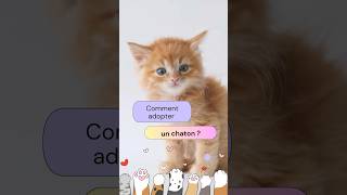 Comment adopter un chaton  chaton adopteunchat [upl. by Nett]