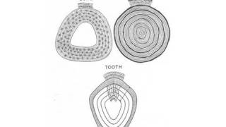 Dental Discoveries Teeth Contain Growth Rings Like Trees [upl. by Jacobina605]