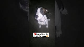 Cosita Linda de Pitbull Cachorra 💖🐶🥳 cosita shorts baby bigbank challenge pitbulldog Boodog [upl. by Buchanan845]