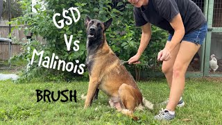 Brush Belgian Malinois Vs German Shepherd [upl. by Ancel343]