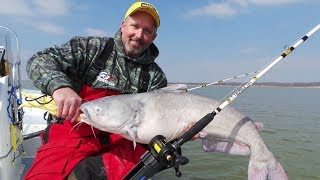 Team Catfish catching BIG BLUE CATFISH on Lake Texoma [upl. by Luthanen]