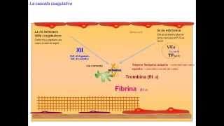 fisiopatologia della coagulazione la cascata coagulativa [upl. by Heppman]