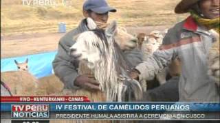 Buscan las mejores alpacas y llamas Celebran IV Festival del Camélidos Peruanos de Cuzco [upl. by Tem]