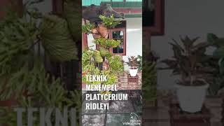 TRIK MENEMPEL PLATYCERIUM RIDLEYI [upl. by Attenev]