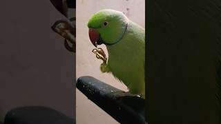 Mummy Number 1 😱🤣 comedy thegreatindianfamily funny fun theindianfamily parrot yt anuandsuji [upl. by Steward]