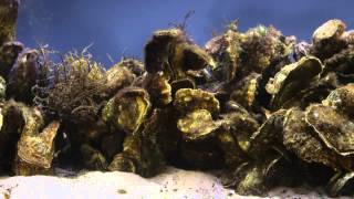 Oyster Reef Restoration [upl. by Tterag]