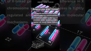 X chromosome Inactivation simplified [upl. by Nitsyrk]