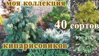 Кипарисовики 40 сортов в одном видео Мой опыт выращивания [upl. by Sahc]