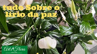 ESTA PLANTA É UM LUXO E MUITO MIMADA [upl. by Kilam]