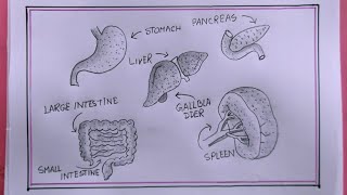 how to draw internal organs of the human bodyhuman internal organs drawing [upl. by Anoif498]