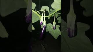 Aubergine Nightshade Family eggplant aubergines nightshade plants night [upl. by Mccullough]