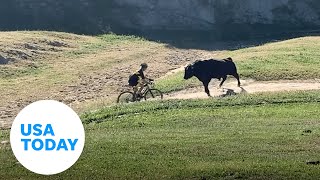 Cyclists attacked by bull during California bike race  USA TODAY [upl. by Aljan325]