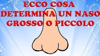 Ecco cosa determina un naso grosso o piccolo [upl. by Andrade]