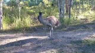 Crazy Emu Dance [upl. by Treblihp]