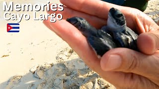 Sea Turtle Release  Memories Cayo Largo Cuba  Tourists Help OutFindingFish seaturtles [upl. by Ika317]