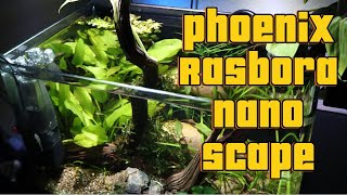 Building a 4 Gallon Phoenix Rasbora Nano Scape [upl. by Alaehs796]