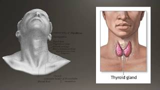 Basics of Thyroid Ultrasound [upl. by Berck831]