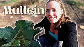 Mullein Harvesting Processing amp Medicinal Recipes  Medicinal Herbs [upl. by Euqinot]