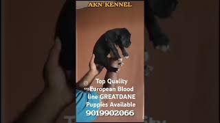 🇮🇳AKNKENNEL  The House Of Gaints Top Quality European Blood line combination Greatdane puppies Ava [upl. by Dilahk]