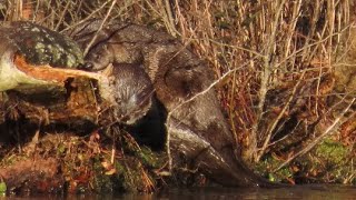 Otters at Lake Matoaka [upl. by Naujit]