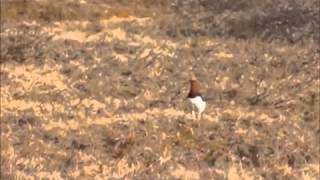 Ptarmigan Sounds in the Arctic [upl. by Arlee]