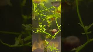 Tons of duckweed in this huge tank aquarium subscribe viral [upl. by Gnilrits816]