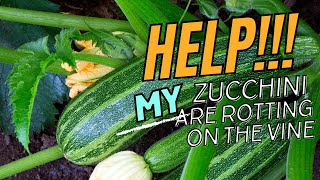 What do I do when my zucchini are rotting on the Vine [upl. by Hakaber]