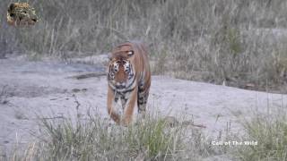 A Roaring Tiger  One of the most amazing sounds [upl. by Naelopan]