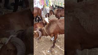 Sheeps in Raichur Market 2024 sheep sheepmarket shorts [upl. by Snave66]