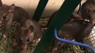 Special Feature Spiny mice amp Black Nile spiny mice [upl. by Janis971]