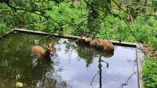 tourist place in manglore  Pilikula Nisargadhama zoo🐼🐯animals zoo [upl. by Audri]