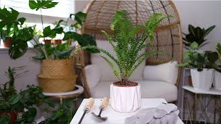 Boston Fern Nephrolepis Exaltata Care And Growing Guide [upl. by Terr]