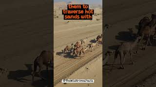 The Adaptation of Camels to The Desert  The Wild Animal Facts [upl. by Talia352]