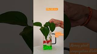 Money plant propagation amptable decor moneyplant pothos diy short ytshorts [upl. by Enymzaj497]