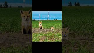 Adorable BABY Foxes At The Farm [upl. by Resa]