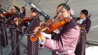 En vivo quot Las Alazanas quot  Mariachi Femenil Nuevo Tecalitlán [upl. by Sou884]