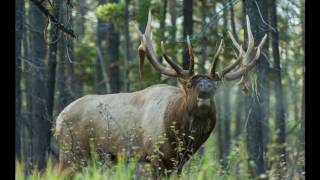 Elk Bugling in Thick Woods [upl. by Nahshunn879]