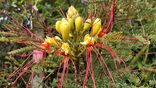 Caesalpinia Gilliesii also known as bird of paradise flower  not Strelitzia  starts flowering 🤩 [upl. by Perlis]