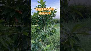 రుద్రాక్ష పండును తినొచ్చా   Elaeocarpus Ganitrus  Edible Rudraksha  9290909559 [upl. by Nahshunn]