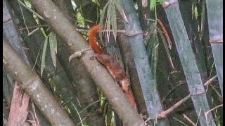 Palawan red tailed tree squirrel [upl. by Romalda]